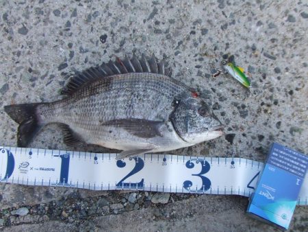 今期初チヌも、ロッド破損